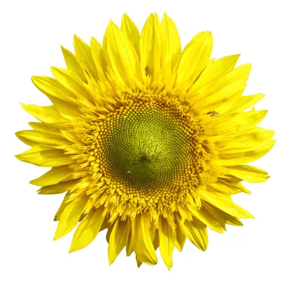 Slnečnica F1 Surprise - Helianthus annuus - semiačka - 7 ks