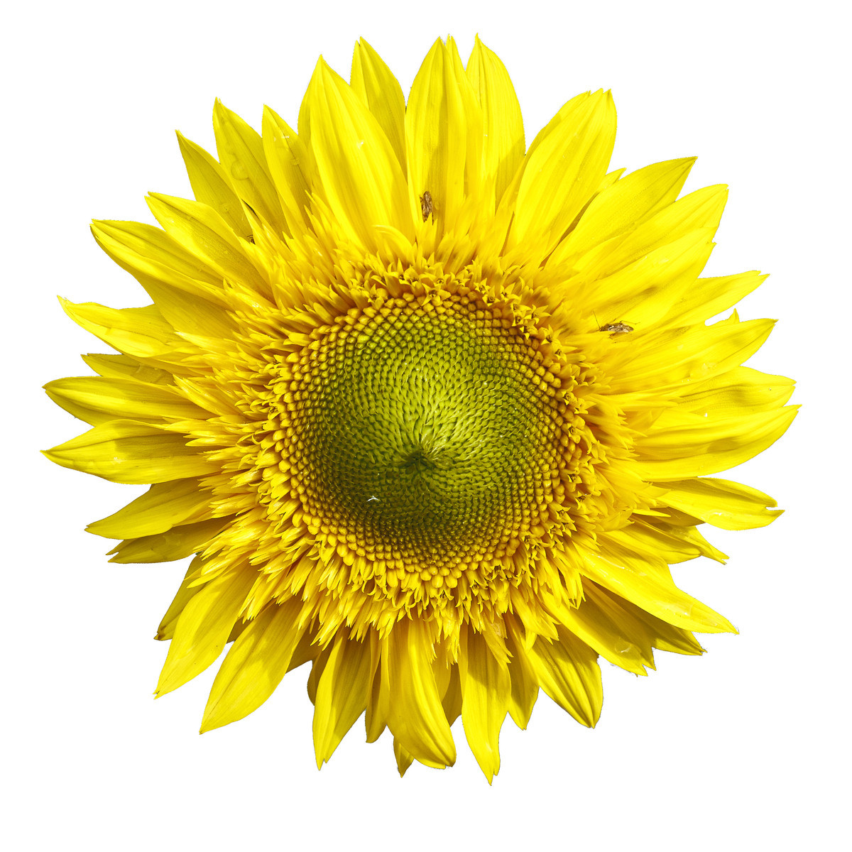 Slnečnica F1 Surprise - Helianthus annuus - semiačka - 7 ks