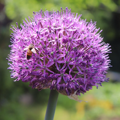Cesnak Summer Drummer - Allium - predaj cibuľovín - 3 ks