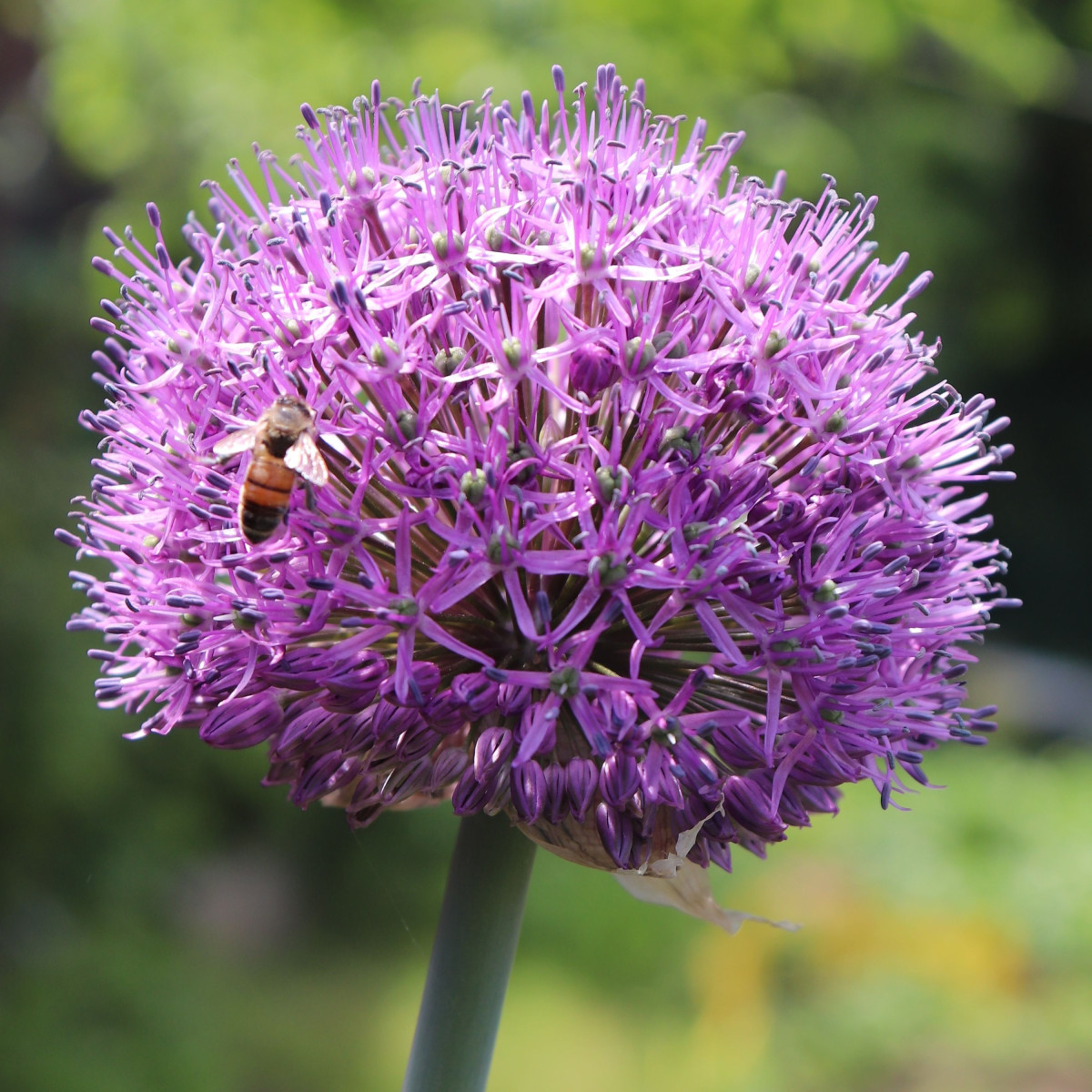 Cesnak Summer Drummer - Allium - predaj cibuľovín - 3 ks