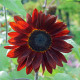 Slnečnica ročná F1 červená Double dandy - Helianthus annuus - semiačka - 6 ks