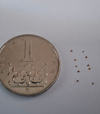 Lithops dinteri Dintergreen - predaj semien - 10 ks