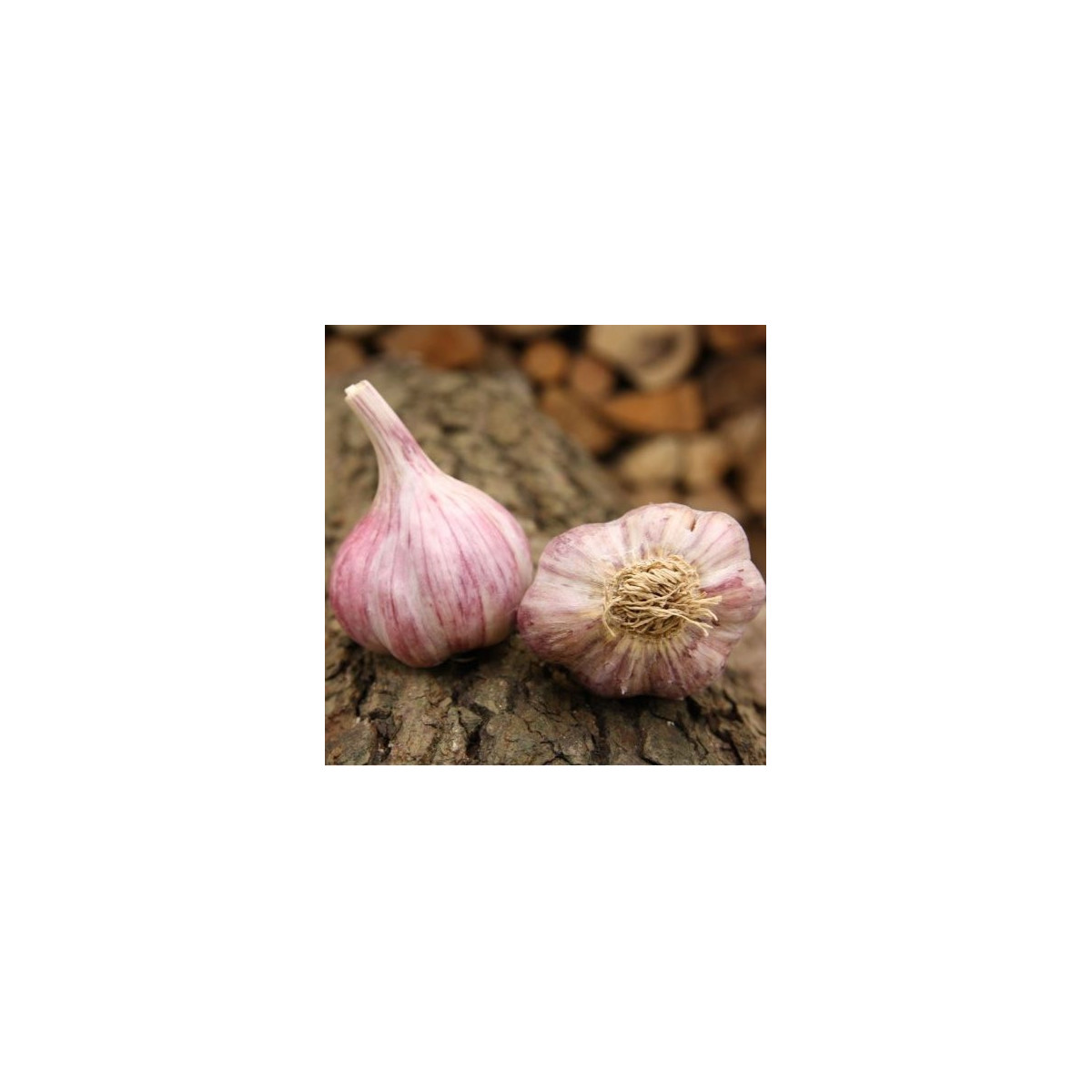 Sadbový cesnak Skalka - Allium sativum - paličák - predaj cesnaku - 1 balenie