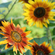 Slnečnica Fantázia Mix F1 - Helianthus annuus - predaj semien - 6 ks