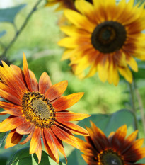 Slnečnica Fantázia Mix F1 - Helianthus annuus - predaj semien - 6 ks