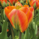Tulipán Orange Marmelade - Tulipa - predaj cibuľovín - 3 ks