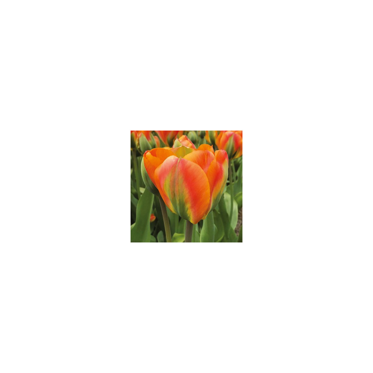 Tulipán Orange Marmelade - Tulipa - predaj cibuľovín - 3 ks