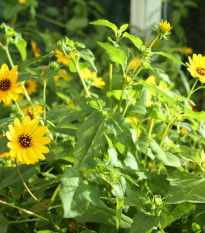 Slnečnica slabá zmes farieb - Helianthus debilis - predaj semien - 7 ks