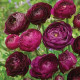 Iskerník plnokvetý Tomer Purple - Ranunculus asiaticus - predaj cibuľovín - 3 ks