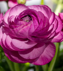 Iskerník plnokvetý Tomer Purple - Ranunculus asiaticus - predaj cibuľovín - 3 ks