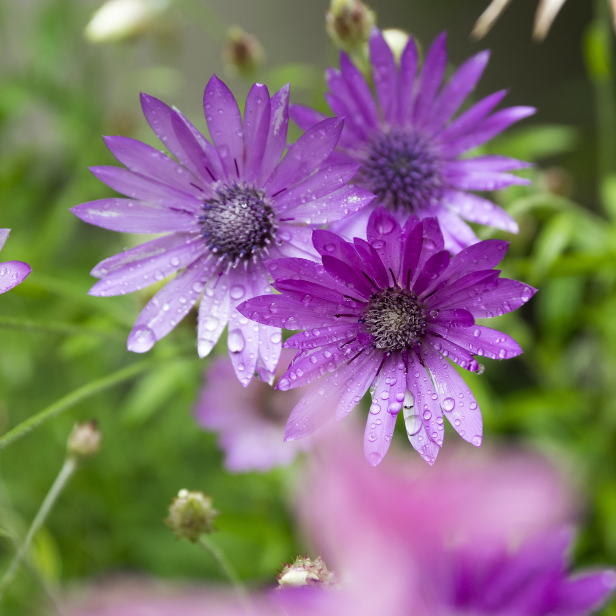 Suchokvet ročný - Xeranthemum annuum - predaj semien - 100 ks