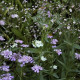 Gypsomilka ozdobná - Gypsophila elegans maxima albumu - semiačka - 150 ks