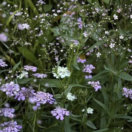 Gypsomilka ozdobná - Gypsophila elegans maxima albumu - semiačka - 150 ks