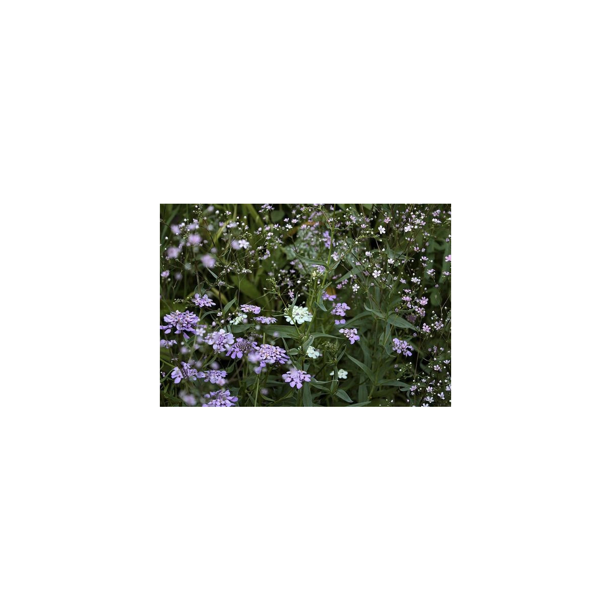 Gypsomilka ozdobná - Gypsophila elegans maxima albumu - semiačka - 150 ks