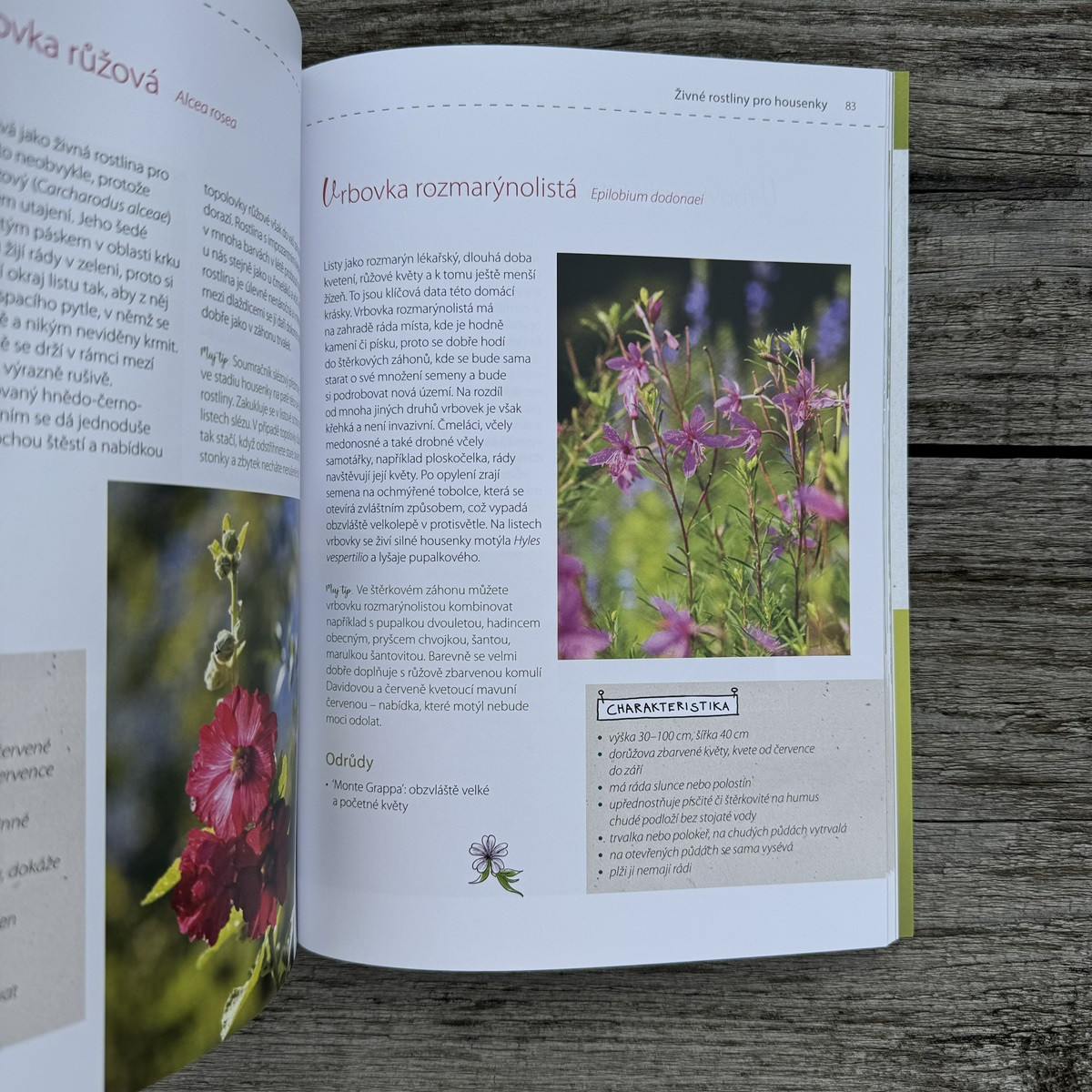 Moja motýlia záhrada - Grada - predaj kníh - 1 ks