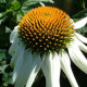 Echinacea White swan - Echinacea purpurea - semiačka - 15 ks
