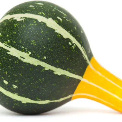 Tekvica okrasná - Cucurbita pepo - dvojfarebná hruška - semiačka - 10 ks