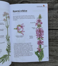 Kvety - rozpoznajte ľahko 100 druhov - Kazda - predaj kníh - 1 ks