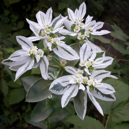 Prýštec okrajový - Euphorbia marginata - predaj semien - 20 ks
