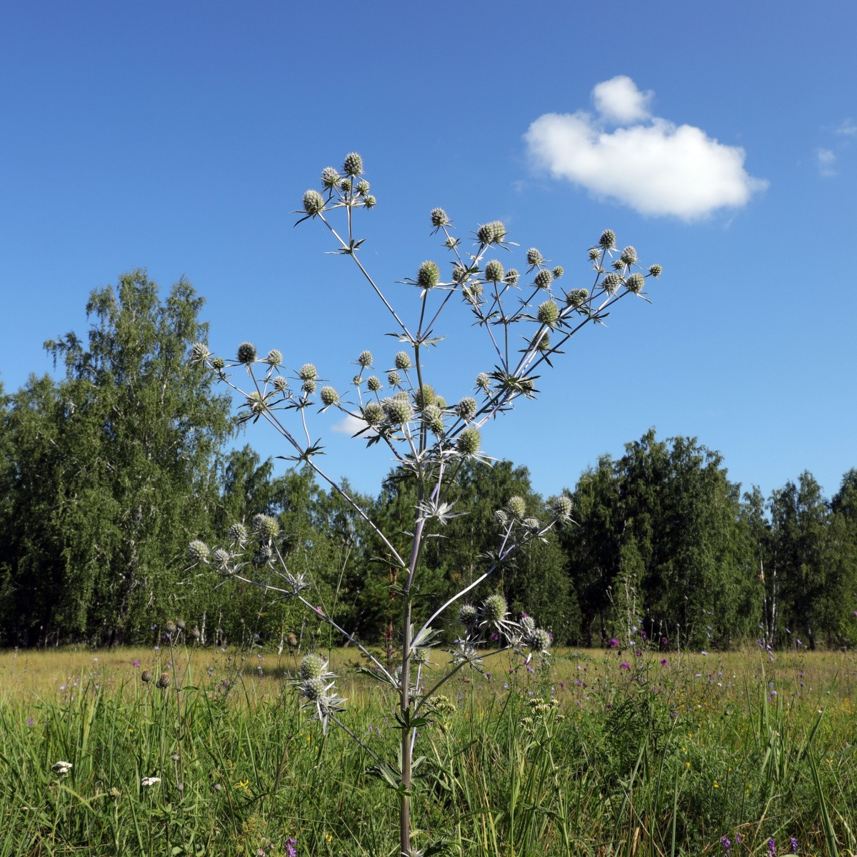 Kotúč biely White glitter - Eryngium planum - predaj semien - 10 ks