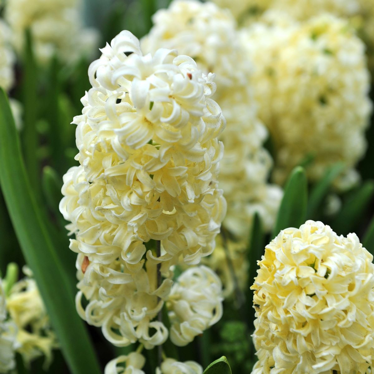 Hyacint Gipsy Princess - Hyacinthus L. - predaj cibuľovín - 1 ks
