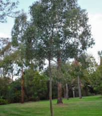 Eucalyptus Gunnii - Blahovičník Gunnov - Eucalyptus gunnii - predaj semien - 10 ks