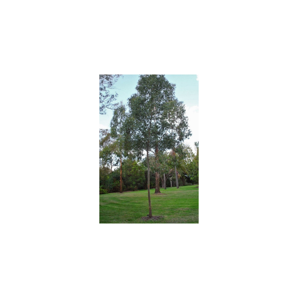 Eucalyptus Gunnii - Blahovičník Gunnov - Eucalyptus gunnii - predaj semien - 10 ks