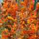 Agastache Apricot Sprite - Agastache aurantiaca - semená - 20 ks