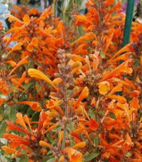 Agastache Apricot Sprite - Agastache aurantiaca - semená - 20 ks