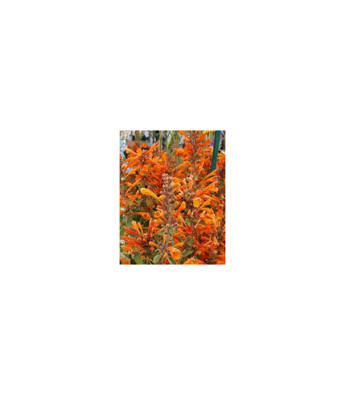 Agastache Apricot - Agastache aurantiaca - semiačka - 20 ks