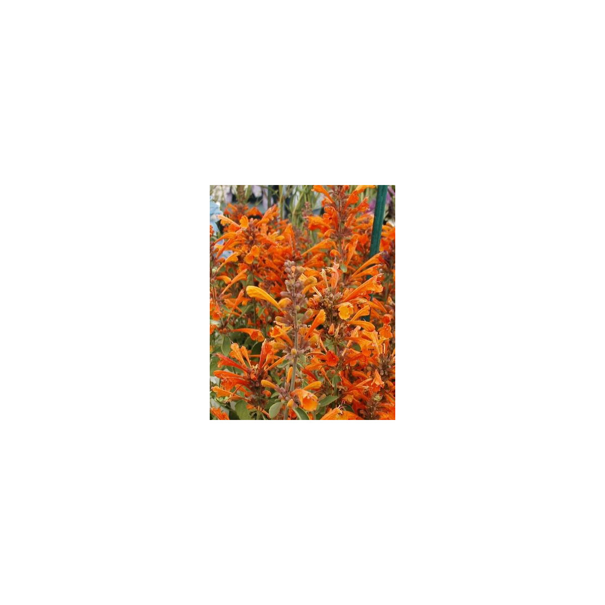 Agastache Apricot Sprite - Agastache aurantiaca - semená - 20 ks