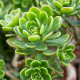 Ružicovka - Aeonium spathulatum - predaj semien - 8 ks