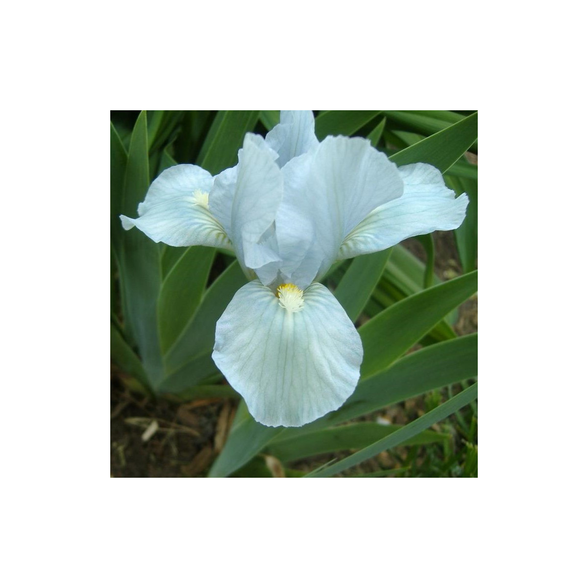 Kosatec nízky Truly - Iris pumila - predaj hľúz - 1 ks