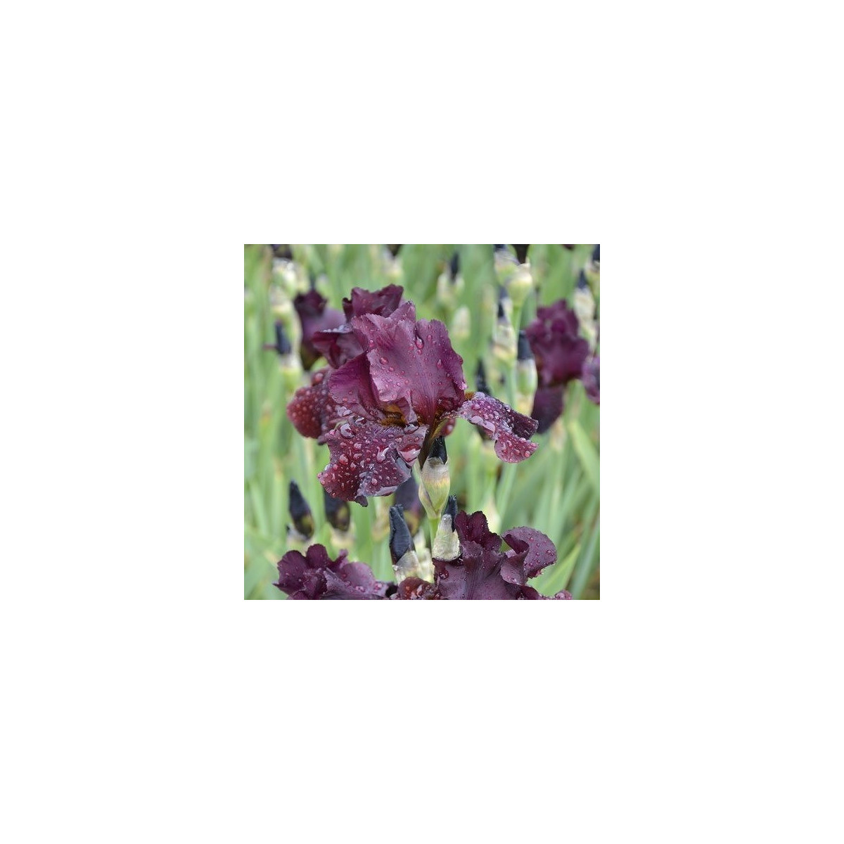 Kosatec nízky Cherry Garden - Iris pumila - predaj hľúz - 1 ks