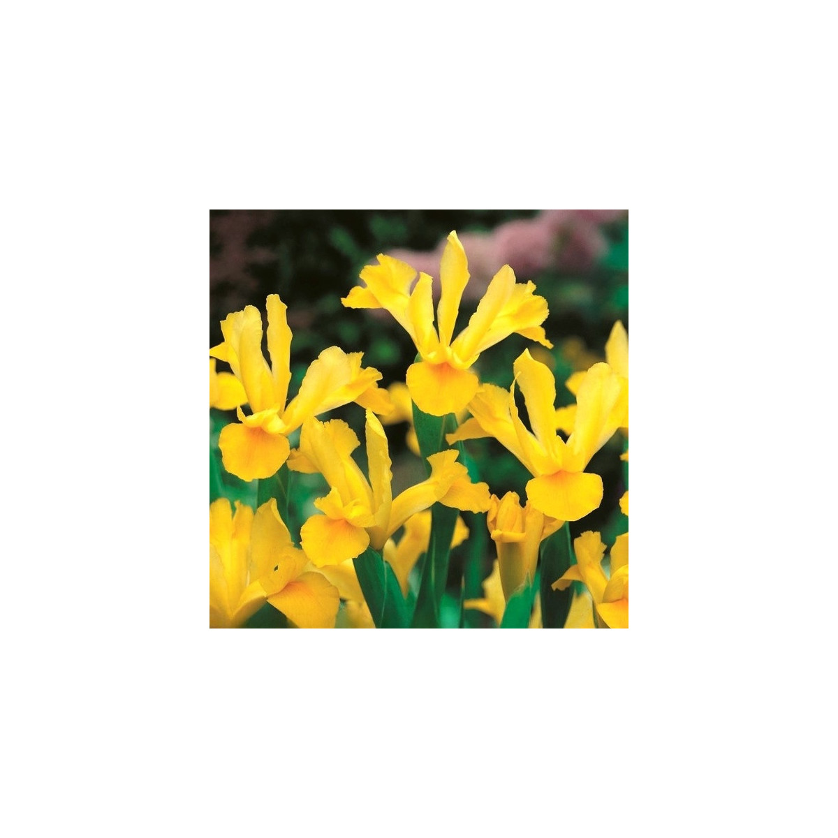 Kosatec holandský Golden Harvest - Iris hollandica - predaj cibuľovín - 3 ks