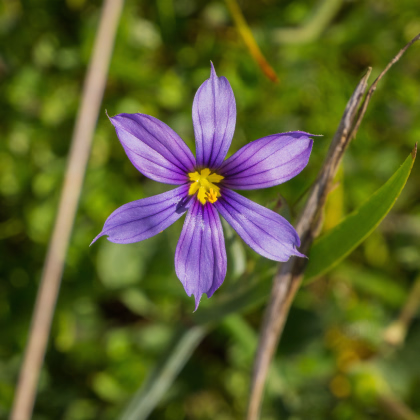 Badil - Sisyrinchium idahoense - semiačka - 10 ks