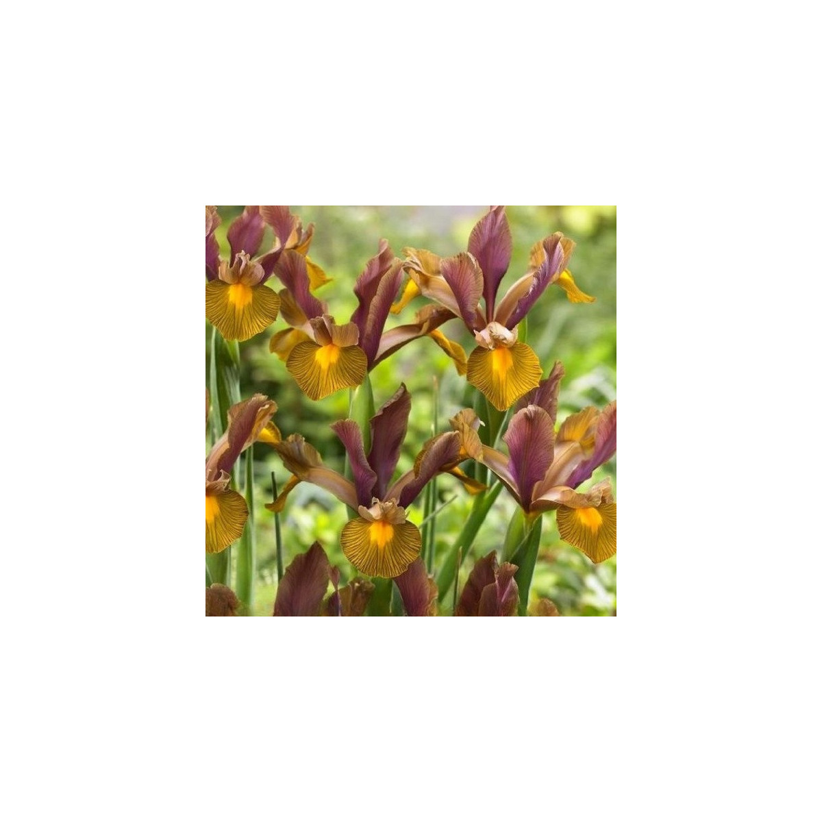 Kosatec holandský Lion King - Iris hollandica - predaj cibuľovín - 3 ks