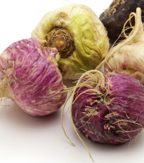 Ženšen peruánsky fialový - Lila Maca - Lepidium - predaj semien - 5 ks