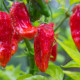 Chilli Bhut Jolokia - Capsicum chinense - predaj semien - 10 ks