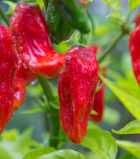 Chilli Bhut Jolokia - Capsicum chinense - predaj semien - 10 ks