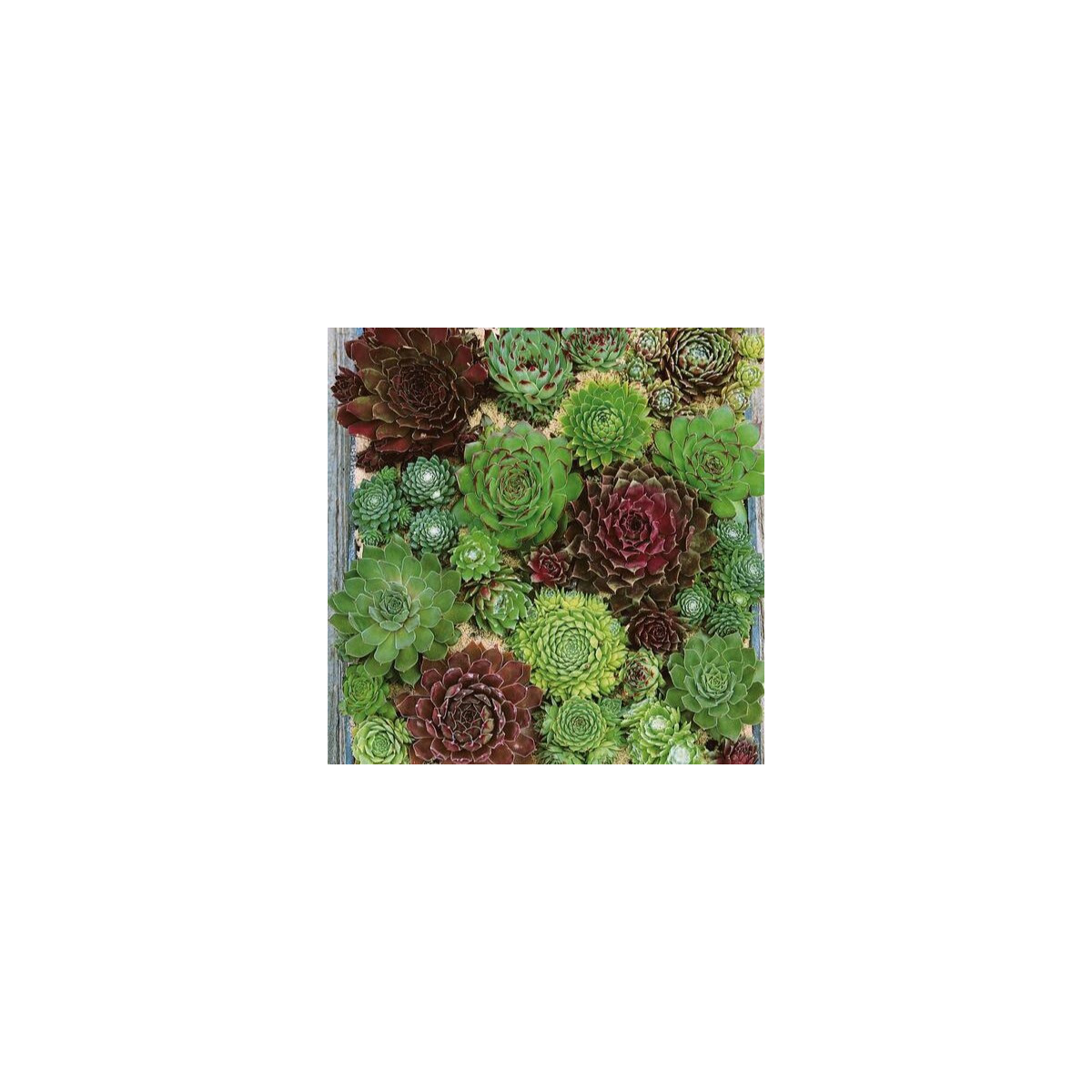 Skalnica - Skalná ruža zmes - Sempervivum hybridum - predaj semien - 30 ks