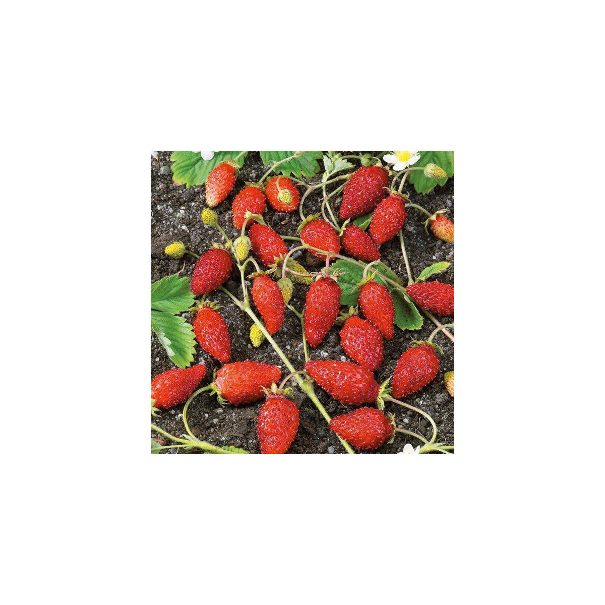 Jahodník alpský Baron von Solemacher - Fragaria vesca - predaj semien - 15 ks
