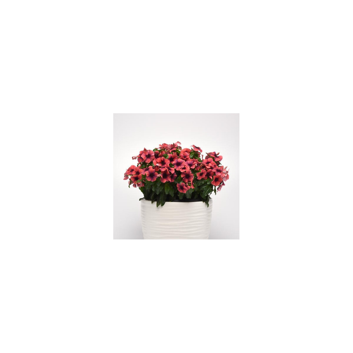 Katarant Tatoo Papaya - Catharanthus roseus - predaj semien - 30 ks
