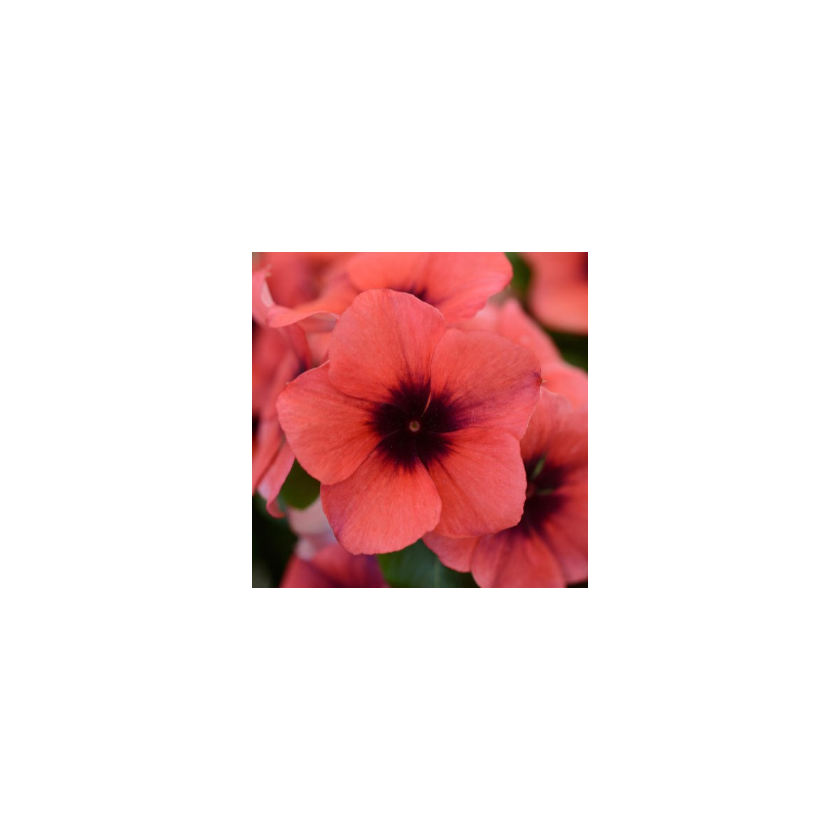 Katarant Tatoo Papaya - Catharanthus roseus - predaj semien - 30 ks
