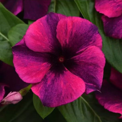 Katarant Tatoo Black Cherry - Catharanthus roseus - predaj semien - 30 ks