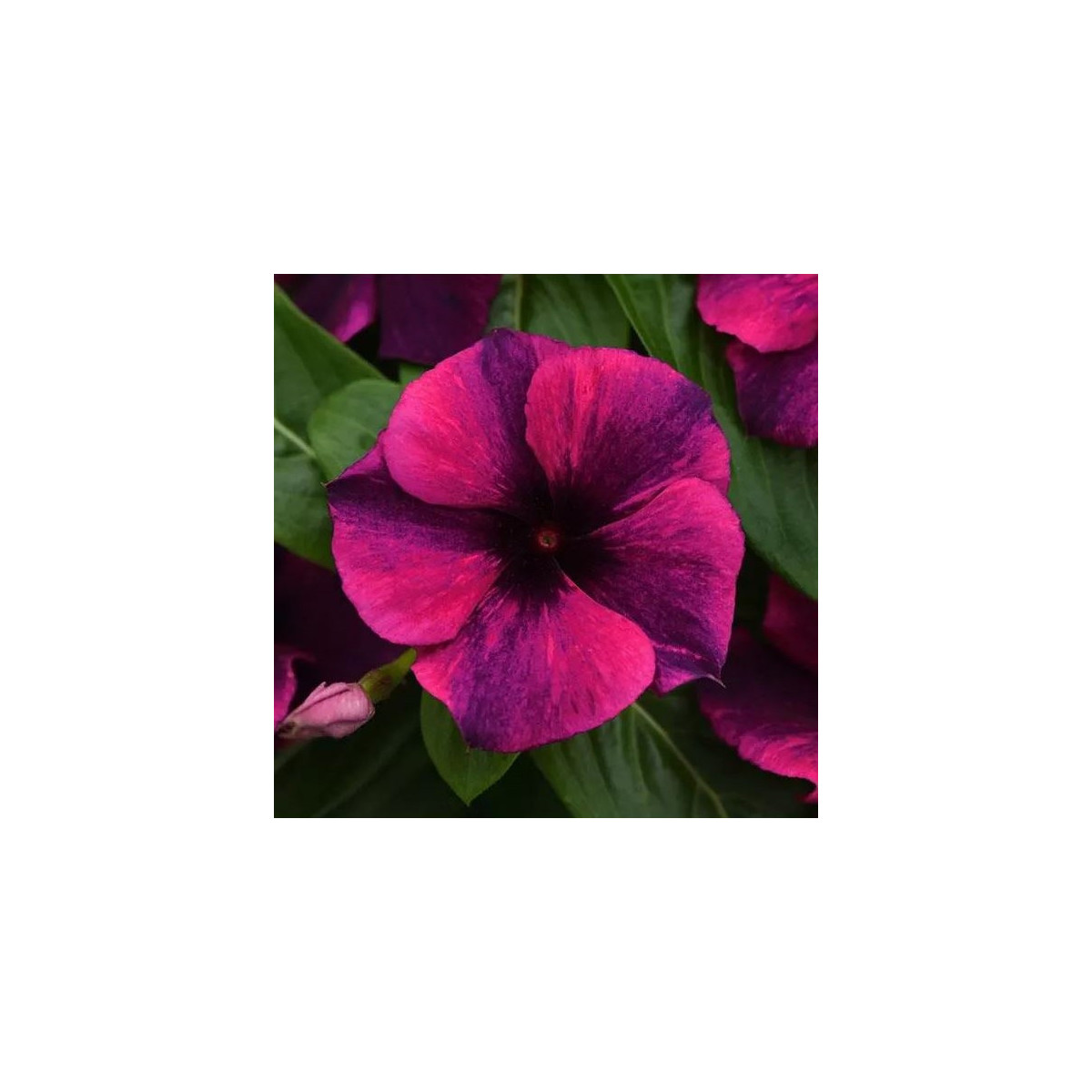 Katarant Tatoo Black Cherry - Catharanthus roseus - predaj semien - 30 ks