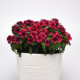 Katarant Tatoo Black Cherry - Catharanthus roseus - predaj semien - 30 ks