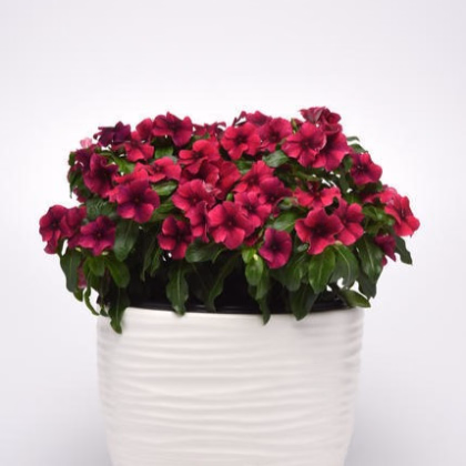 Katarant Tatoo Black Cherry - Catharanthus roseus - predaj semien - 30 ks