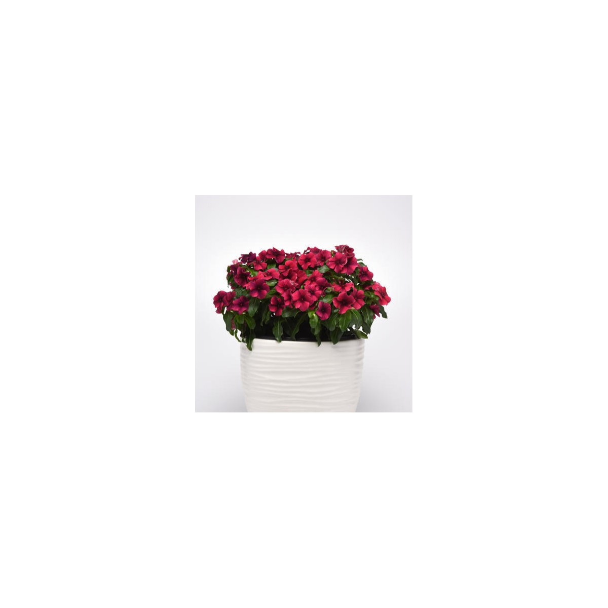 Katarant Tatoo Black Cherry - Catharanthus roseus - predaj semien - 30 ks
