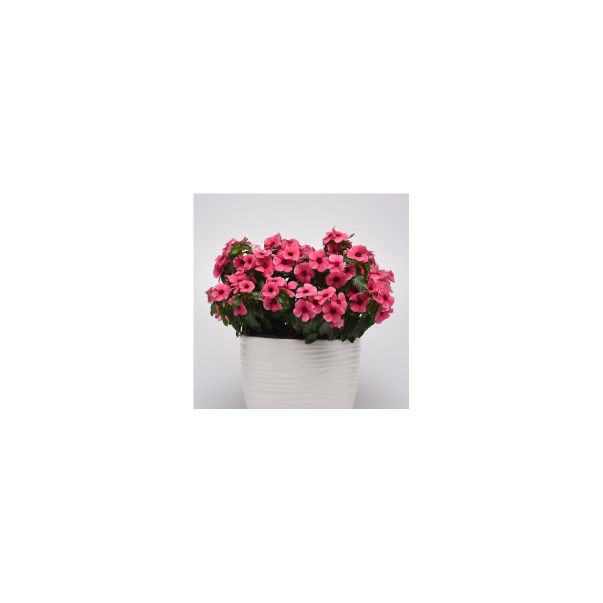 Katarant Tatoo Raspberry - Catharanthus roseus - predaj semien - 30 ks